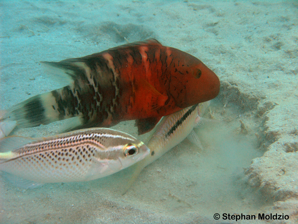 PER22 Cheilinus fasciatus PB200954.jpg